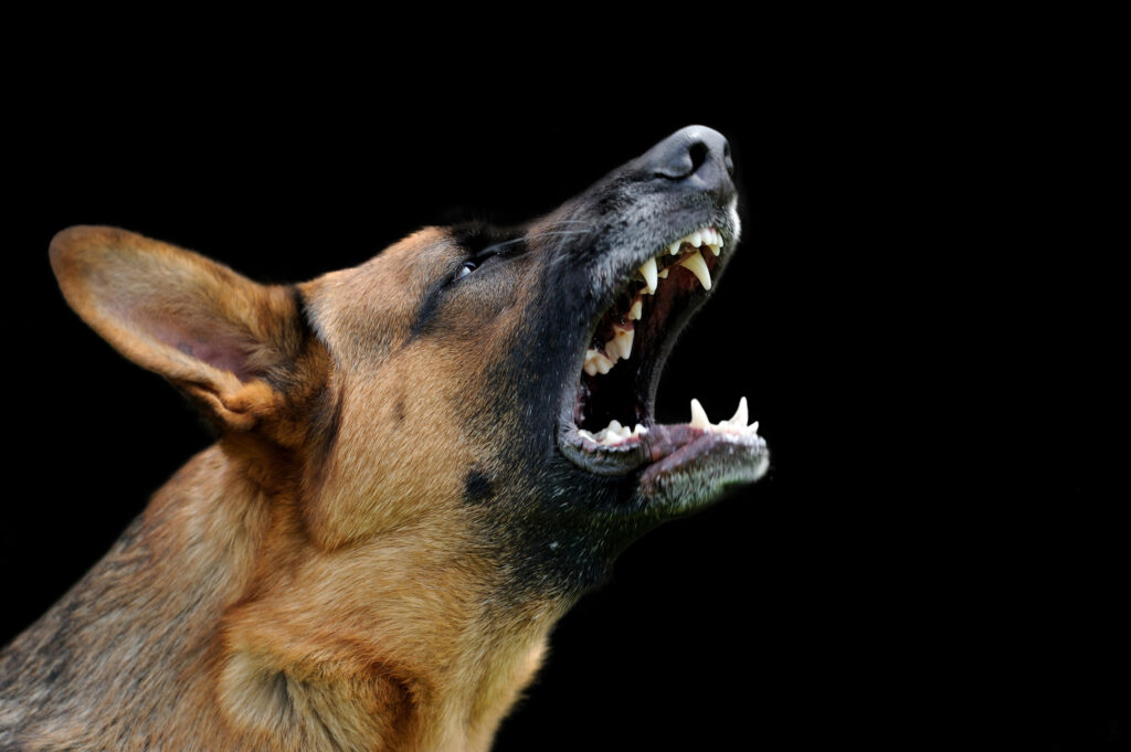 St. Joseph Dog Bite Lawyers