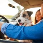 car accident pet injuries