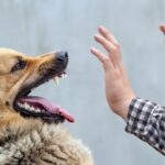 World Rabies Day