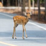 deer season car accident