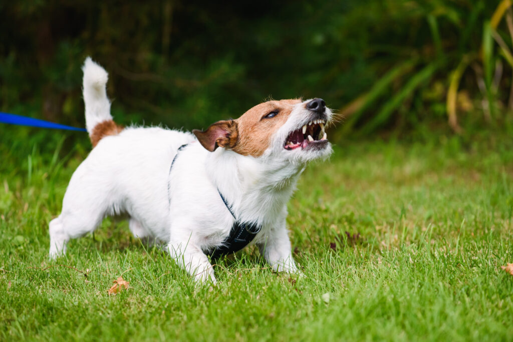 Topeka Dog Bite Injury Lawyer