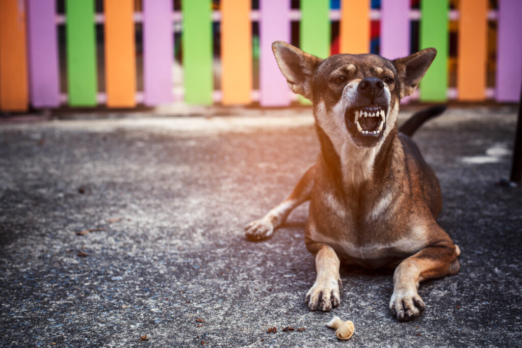 Wichita Dog Bite Injury Lawyer