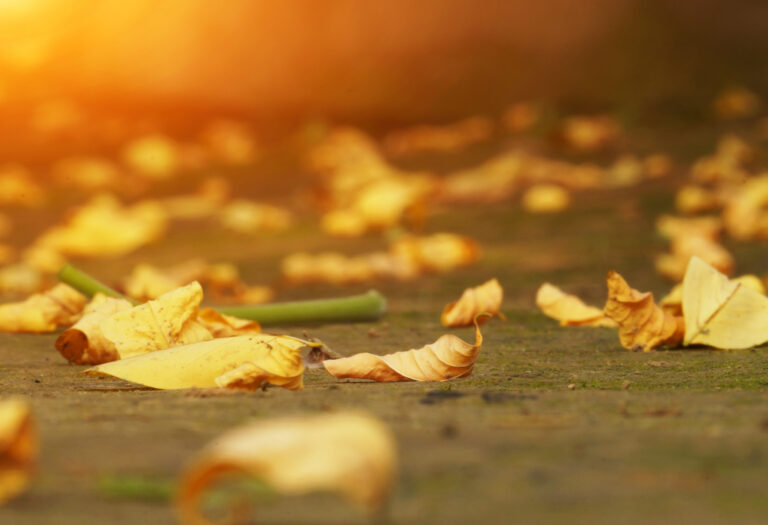 How Fallen Leaves Can Lead to Premises Liability Accidents