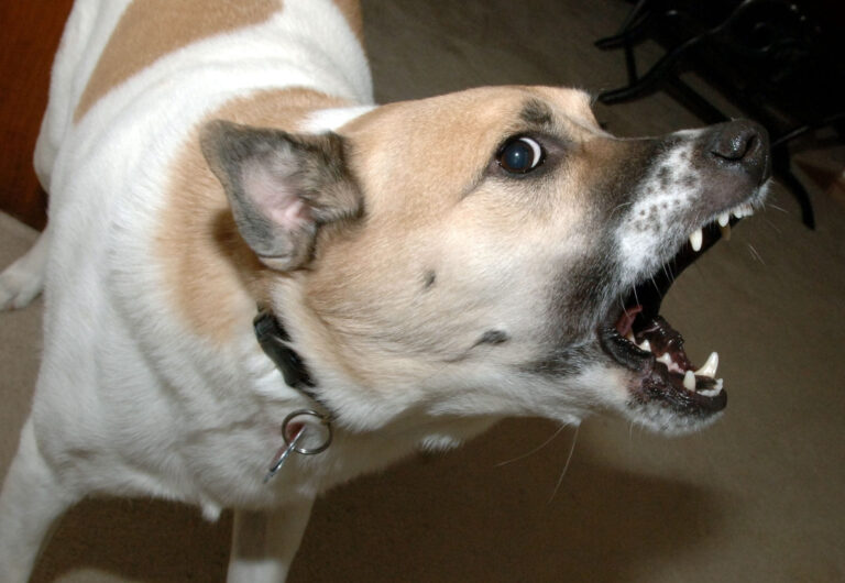 St. Joseph Dog Bites at Public Events